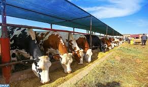 وزارة الفلاحة تشرع في صرف الدعم المباشر لمربي الماشية الشهر المقبل