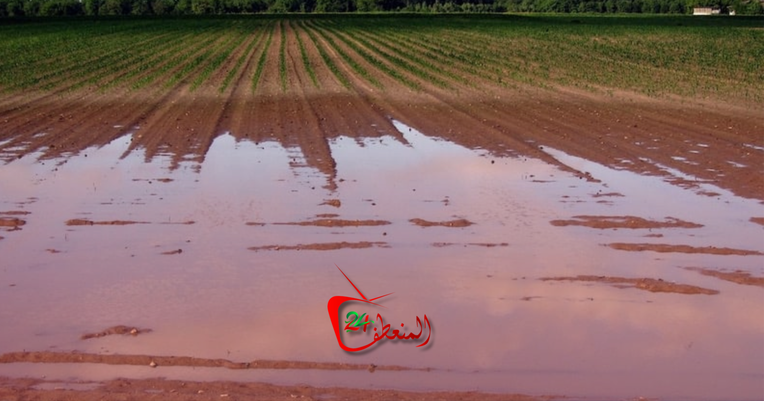 مولاي يعقوب.. أمطار استثنائية تنعش القطاع الفلاحي في موسم 2025-2026